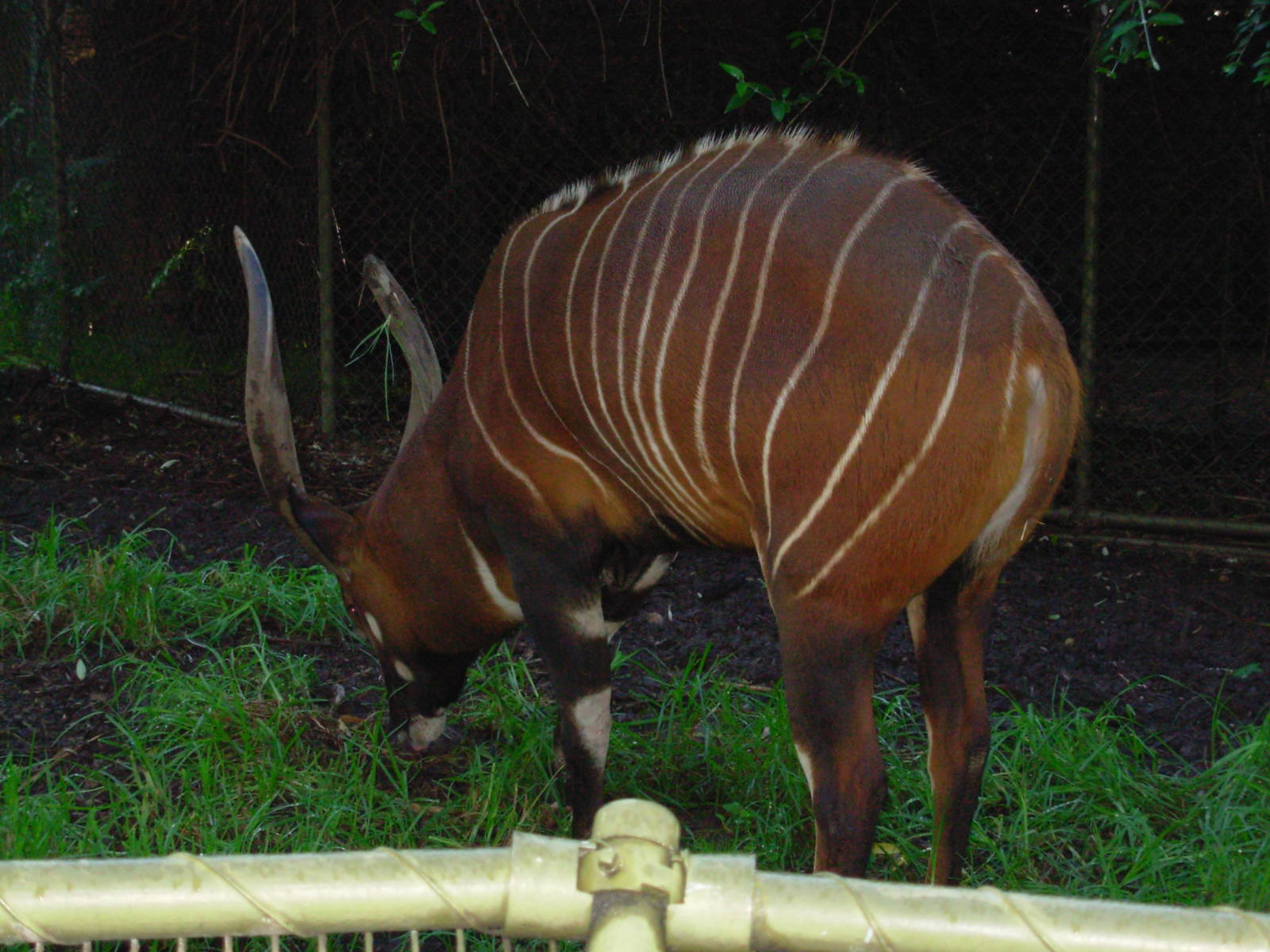Bongo - Adelaide Zoo