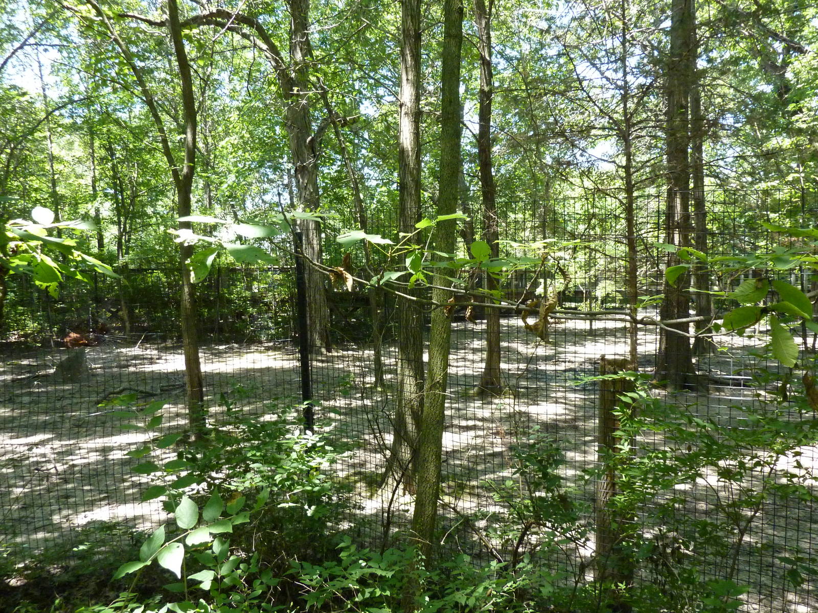 Bongo/African Crowned Crane Exhibit