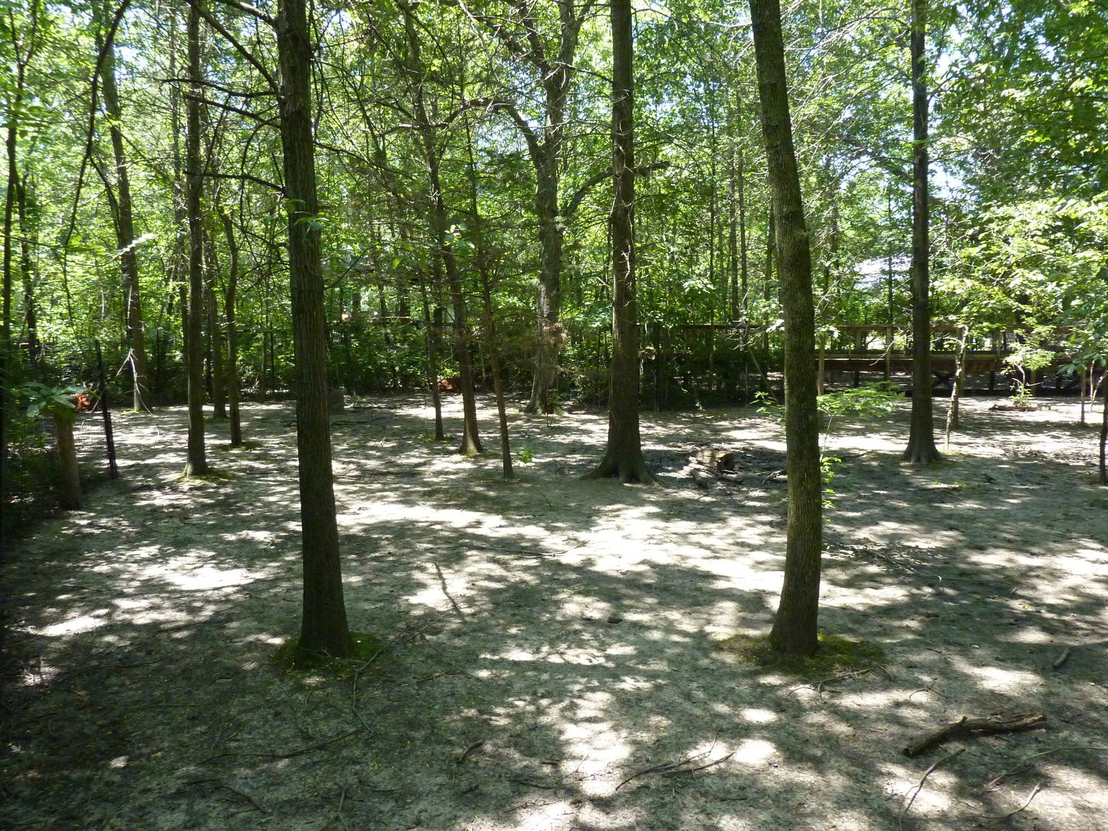 Bongo/African Crowned Crane Exhibit