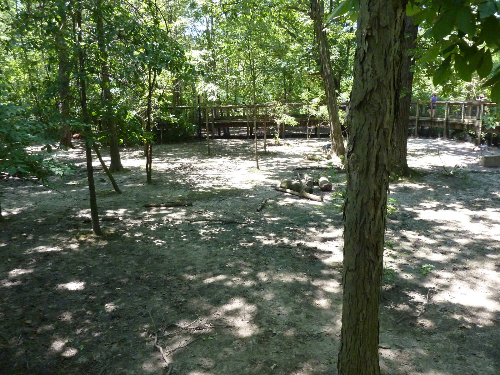 Bongo/African Crowned Crane Exhibit