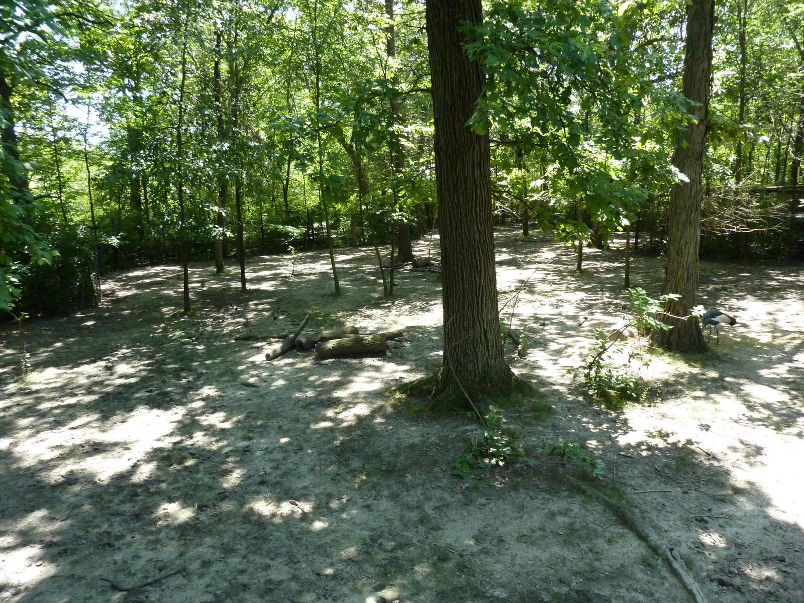 Bongo/African Crowned Crane Exhibit