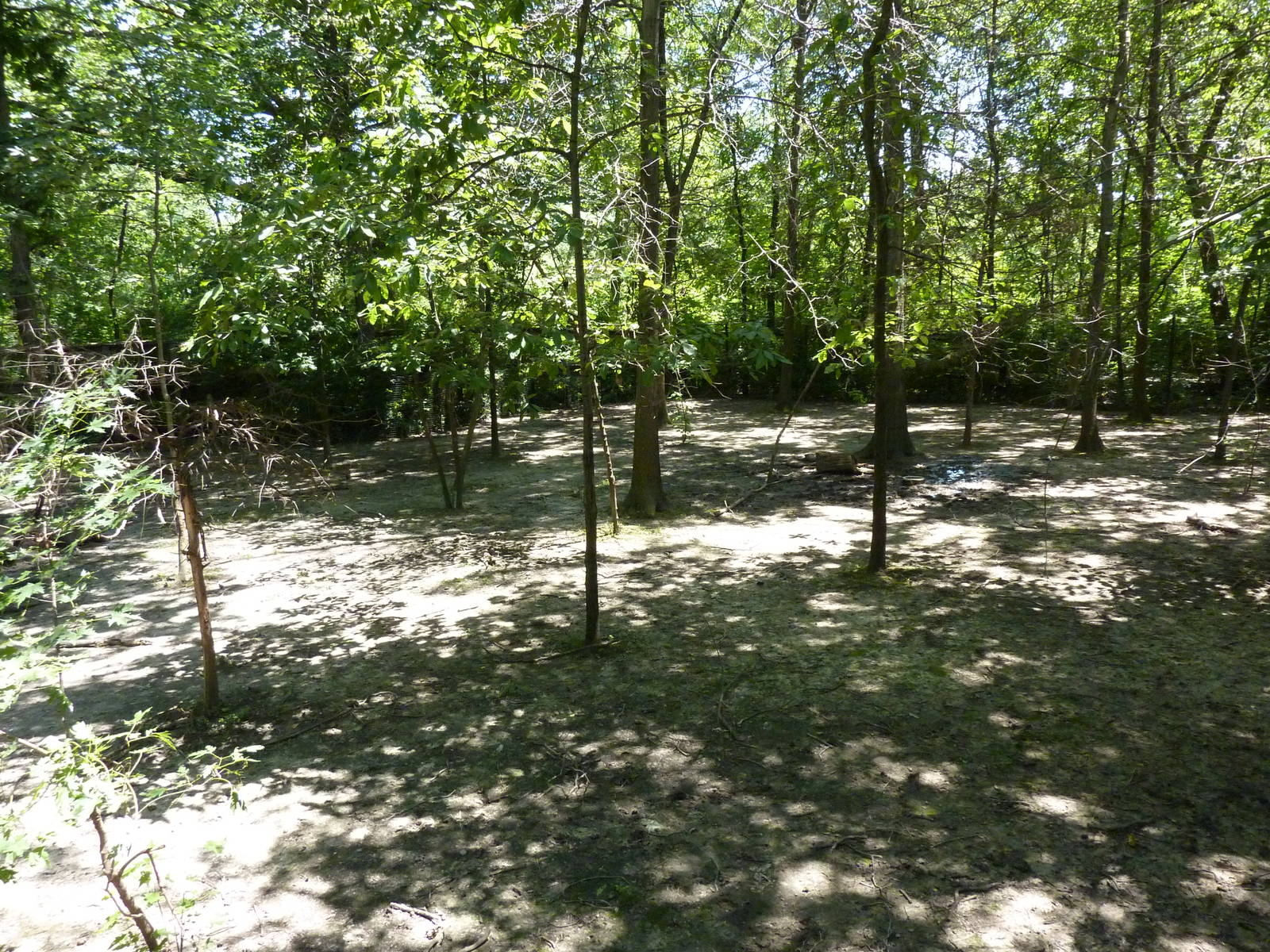 Bongo/African Crowned Crane Exhibit