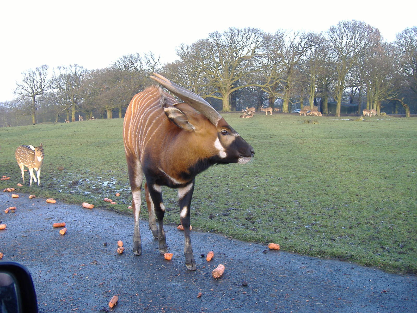 Bongo and axis deer at Knowsley Safari Park, 28 December 2009