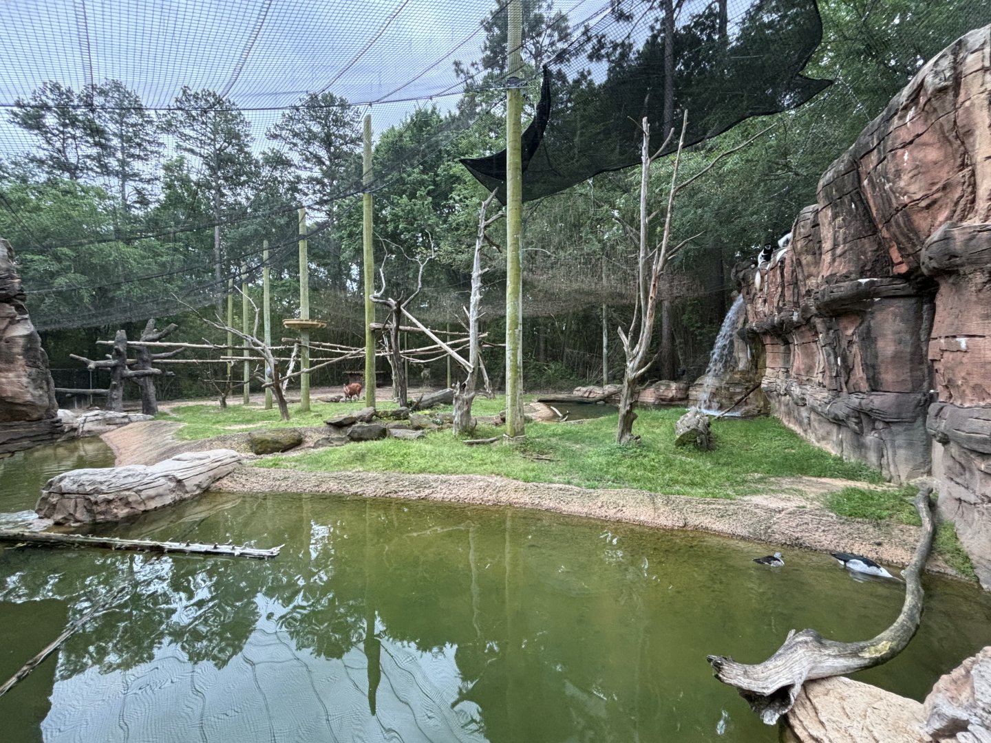 Bongo and Colobus Exhibit