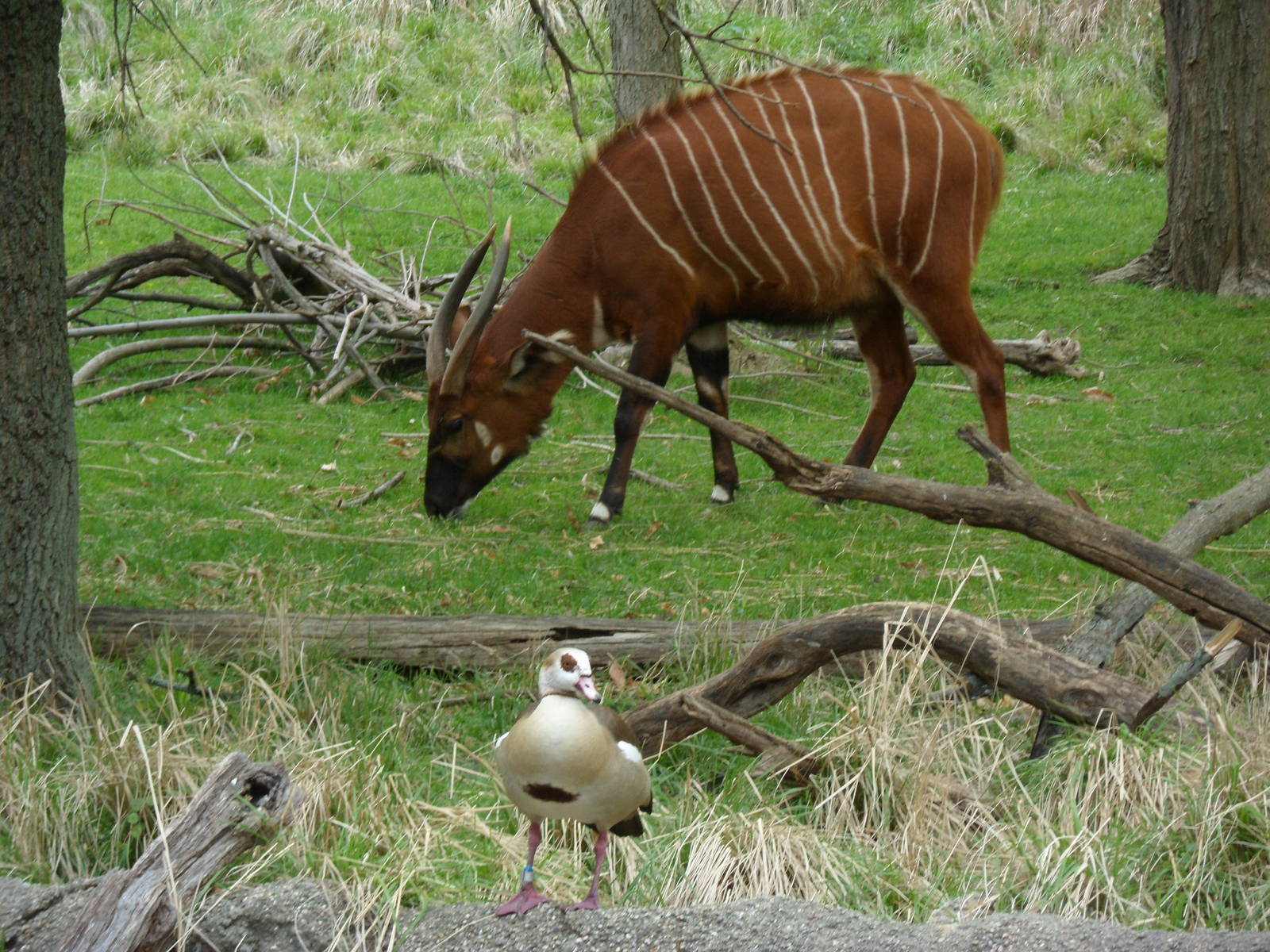 Bongo and Egyptian Goose