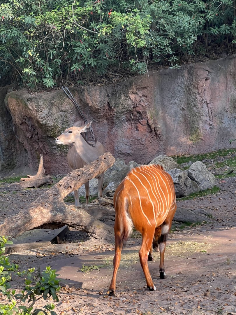 Bongo and Greater Kudu