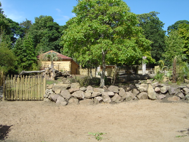 Bongo and Red River Hog