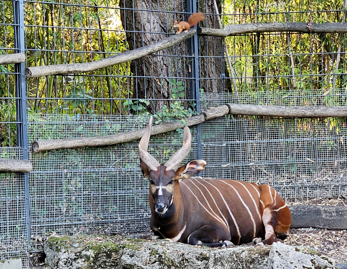 Bongo and Red Squirrel, Sep. 2023