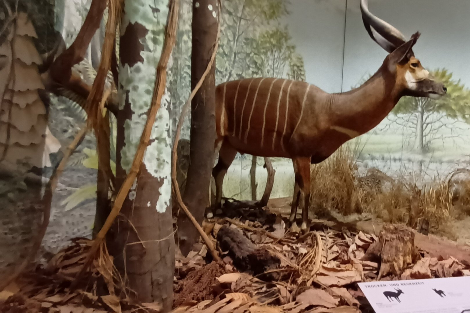 Bongo and Serval part of african savannah Diorama