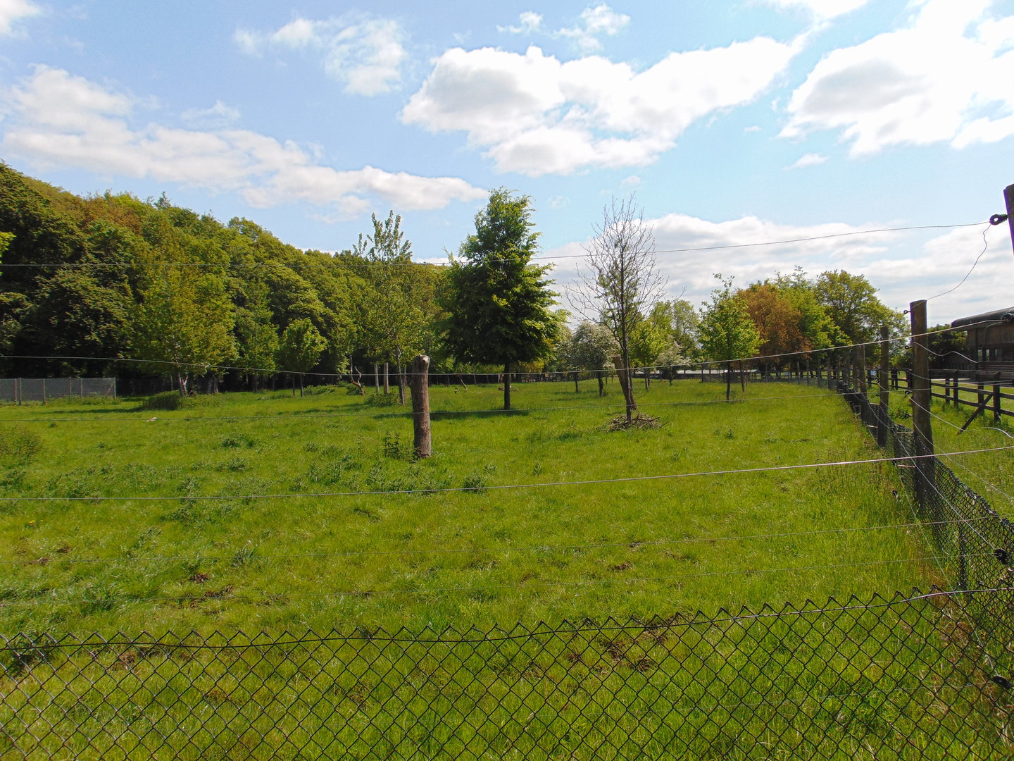 Bongo and Sitatunga Enclosure