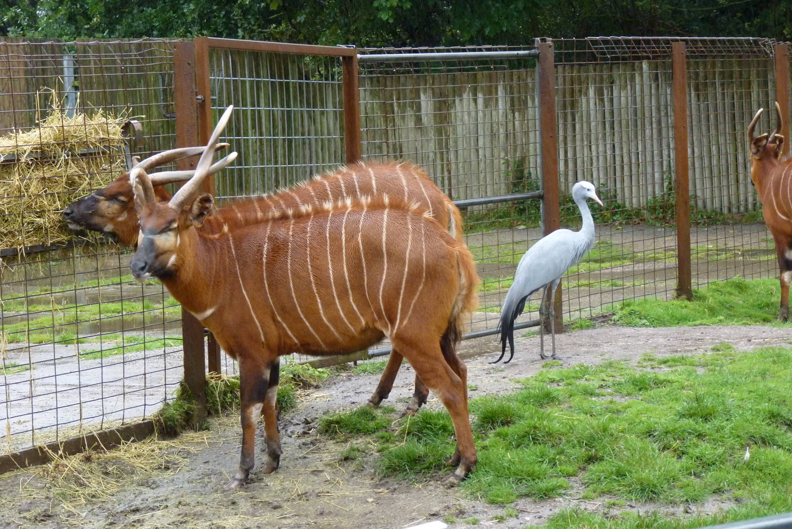 Bongo and Stanley Crane, September 2016