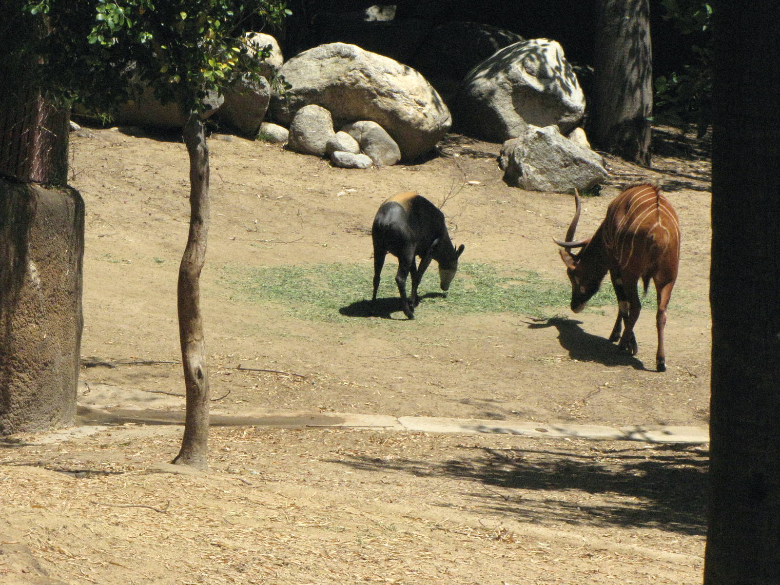 Bongo and Yellow-Backed Duiker