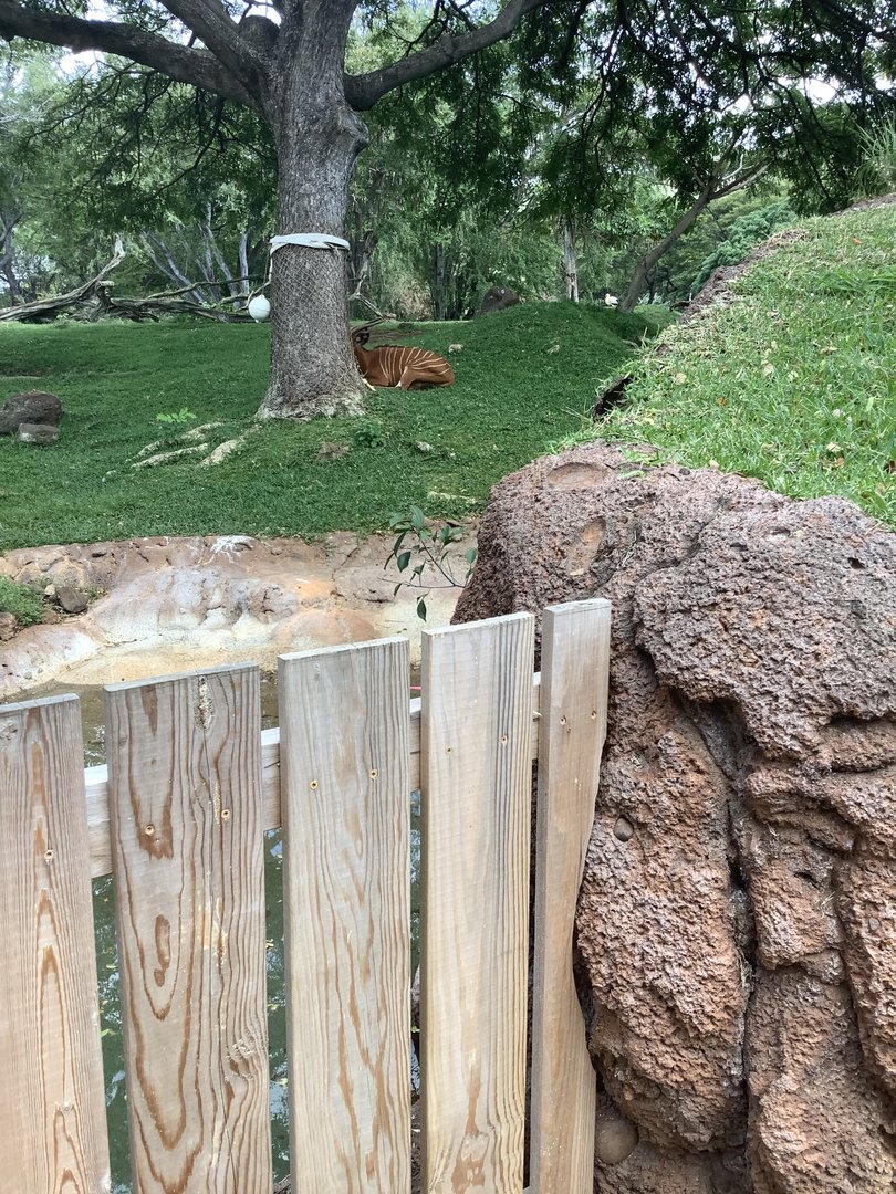 Bongo Antelope 3/25/23