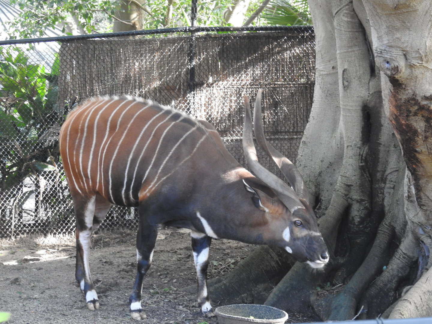 Bongo Antelope