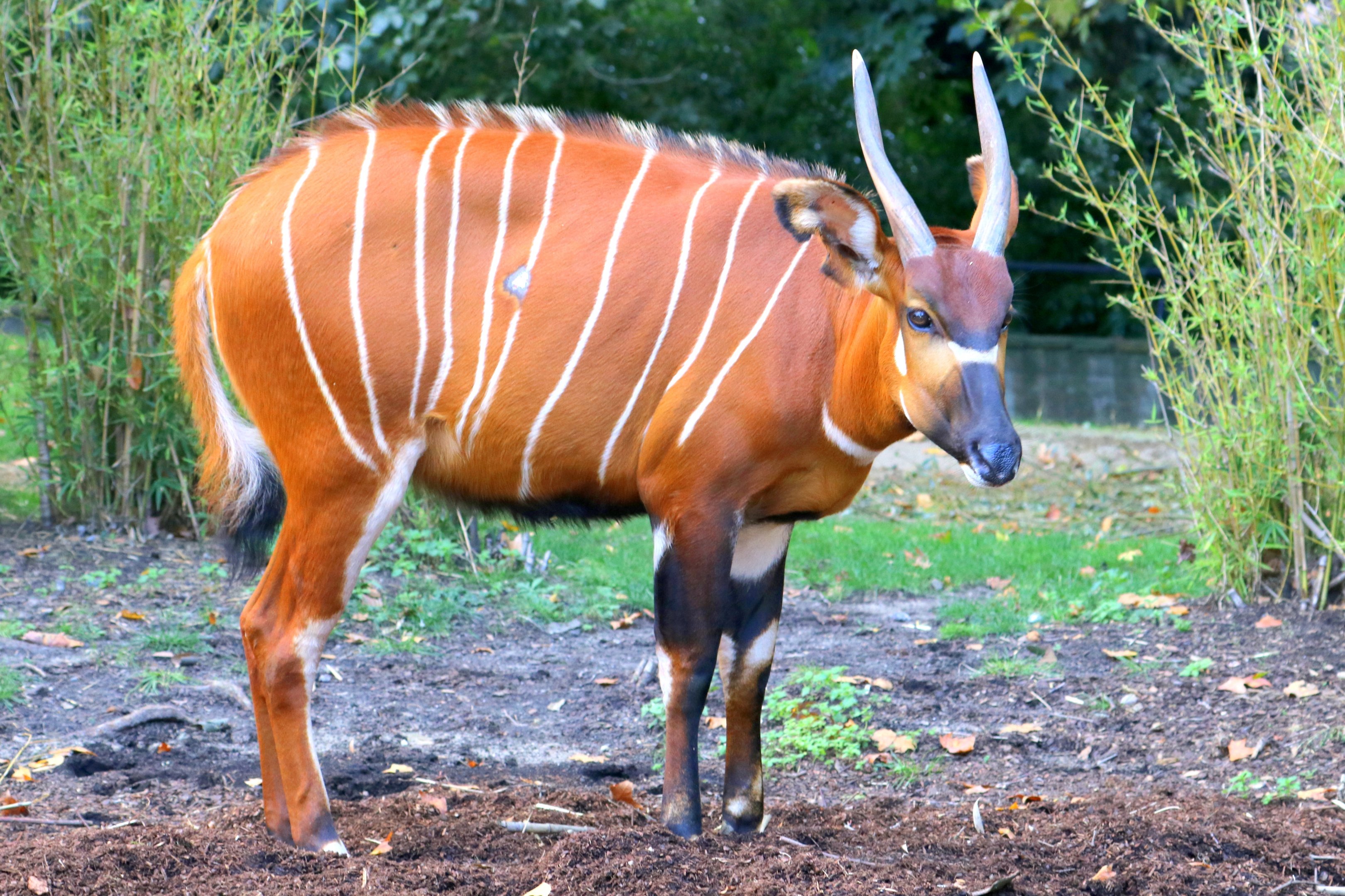 Bongo; Antwerp; 7th September 2018