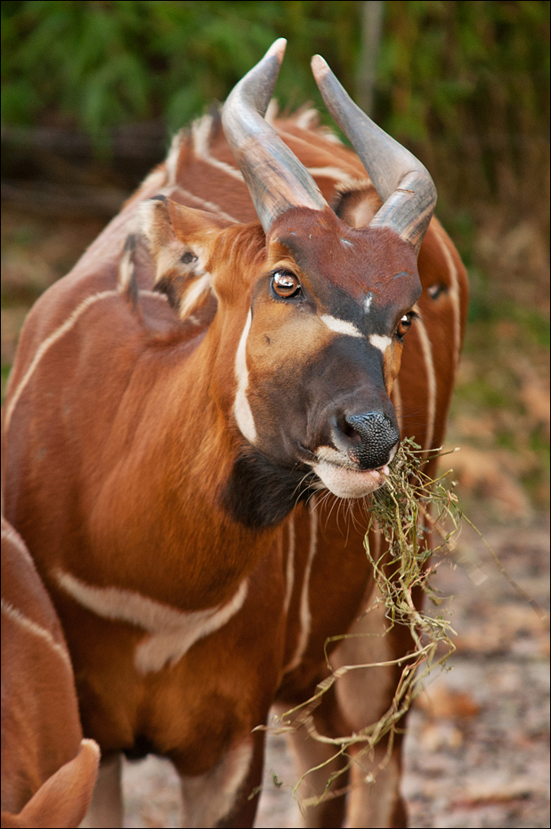 Bongo at Burgers Zoo