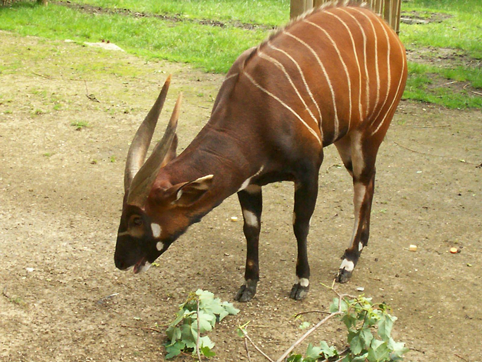 bongo at edinburgh zoo