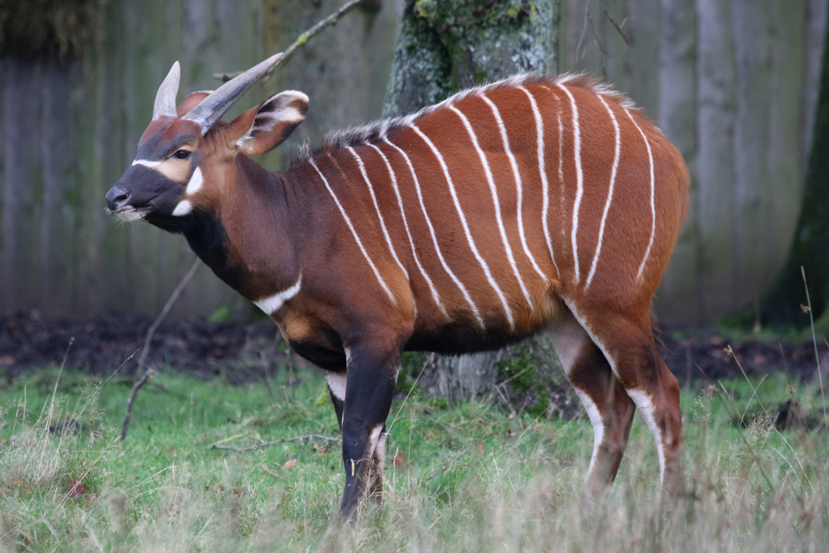 Bongo at Knowsley Safari 23rd December 2020
