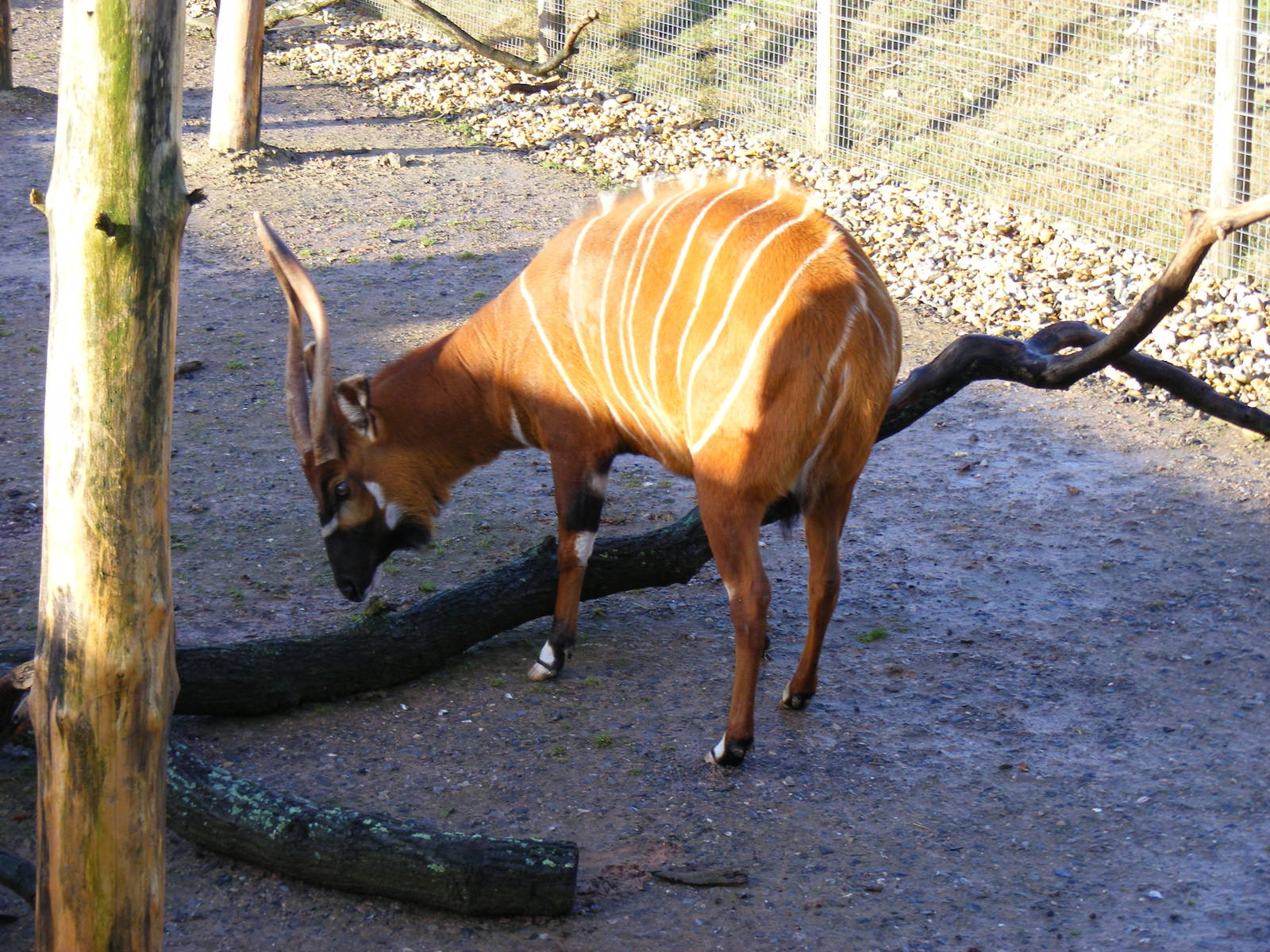 Bongo at Marwell Wildlife, 17 January 2010