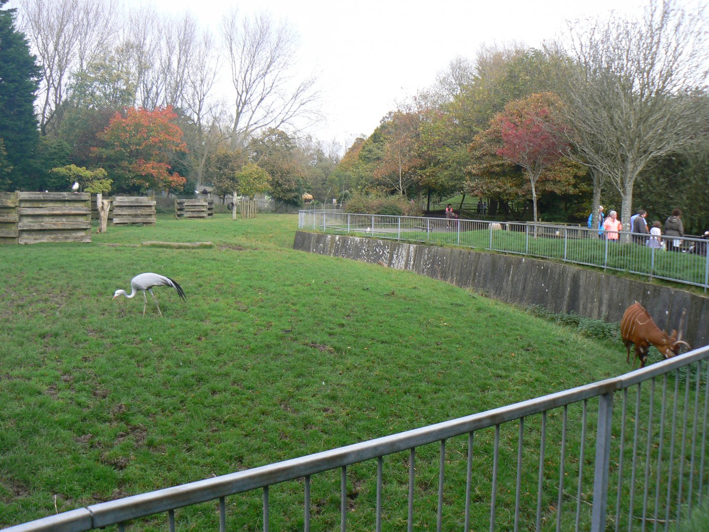 Bongo/ Blue Crane Paddock - 15 October 2017