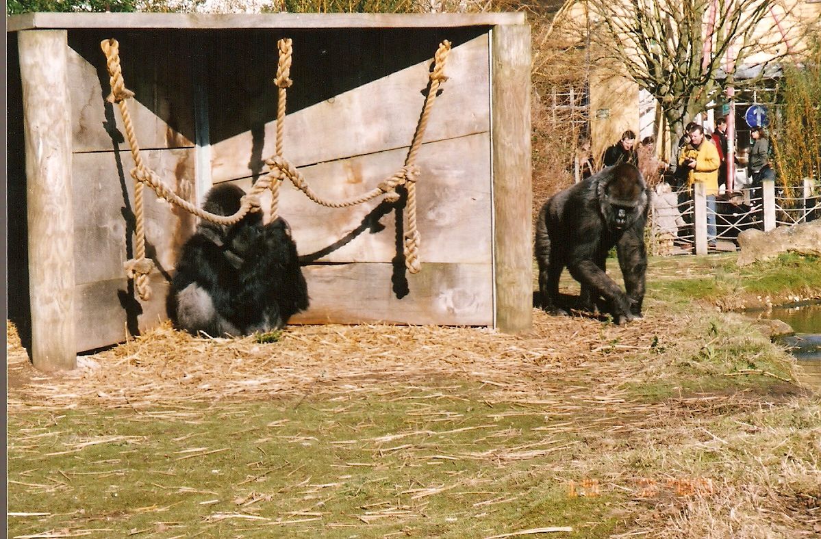 Bongo (Bobby) and Romina the gorillas at Bristol Zoo, 16 February 2003