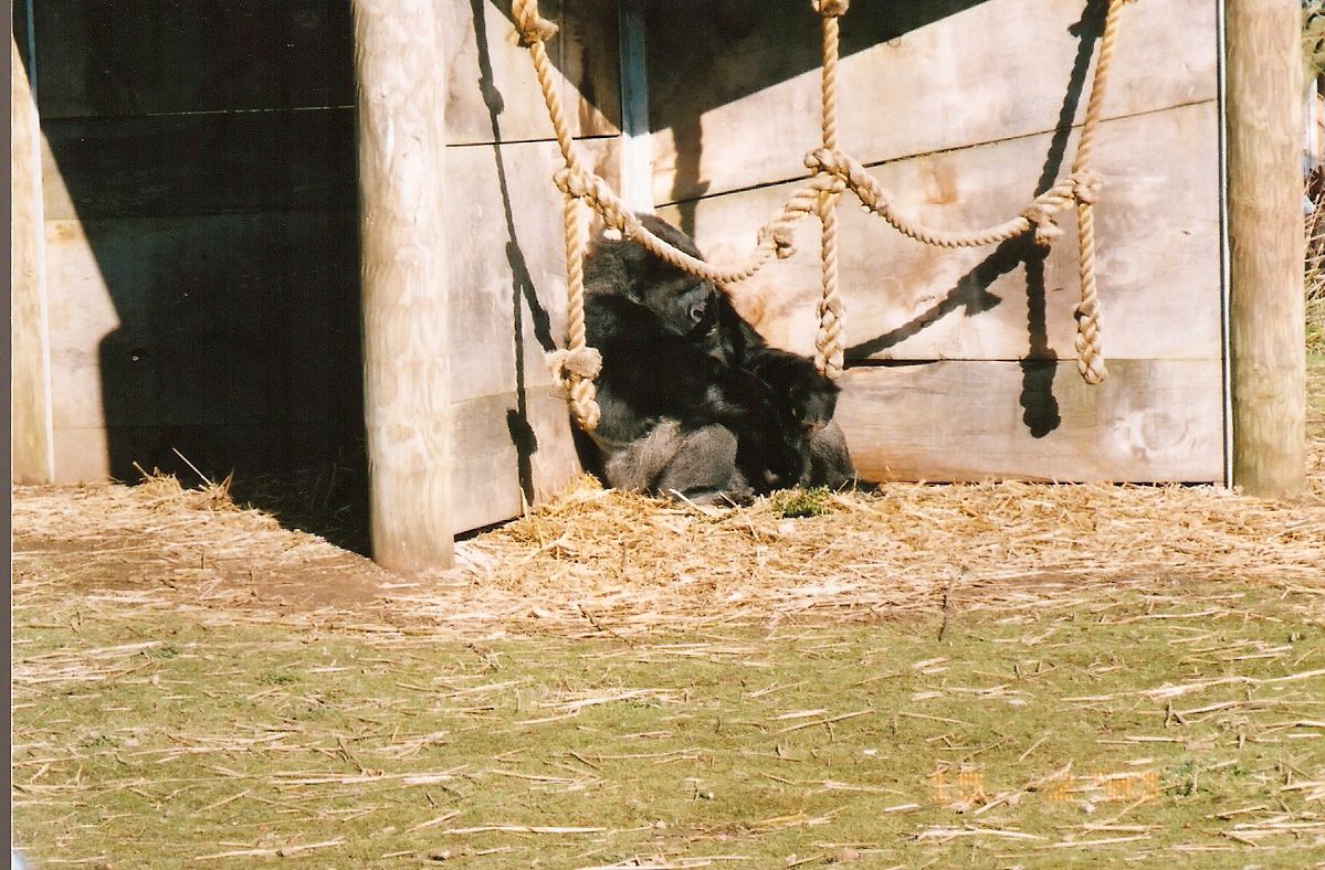 Bongo (Bobby) the gorilla at Bristol Zoo, 16 February 2003