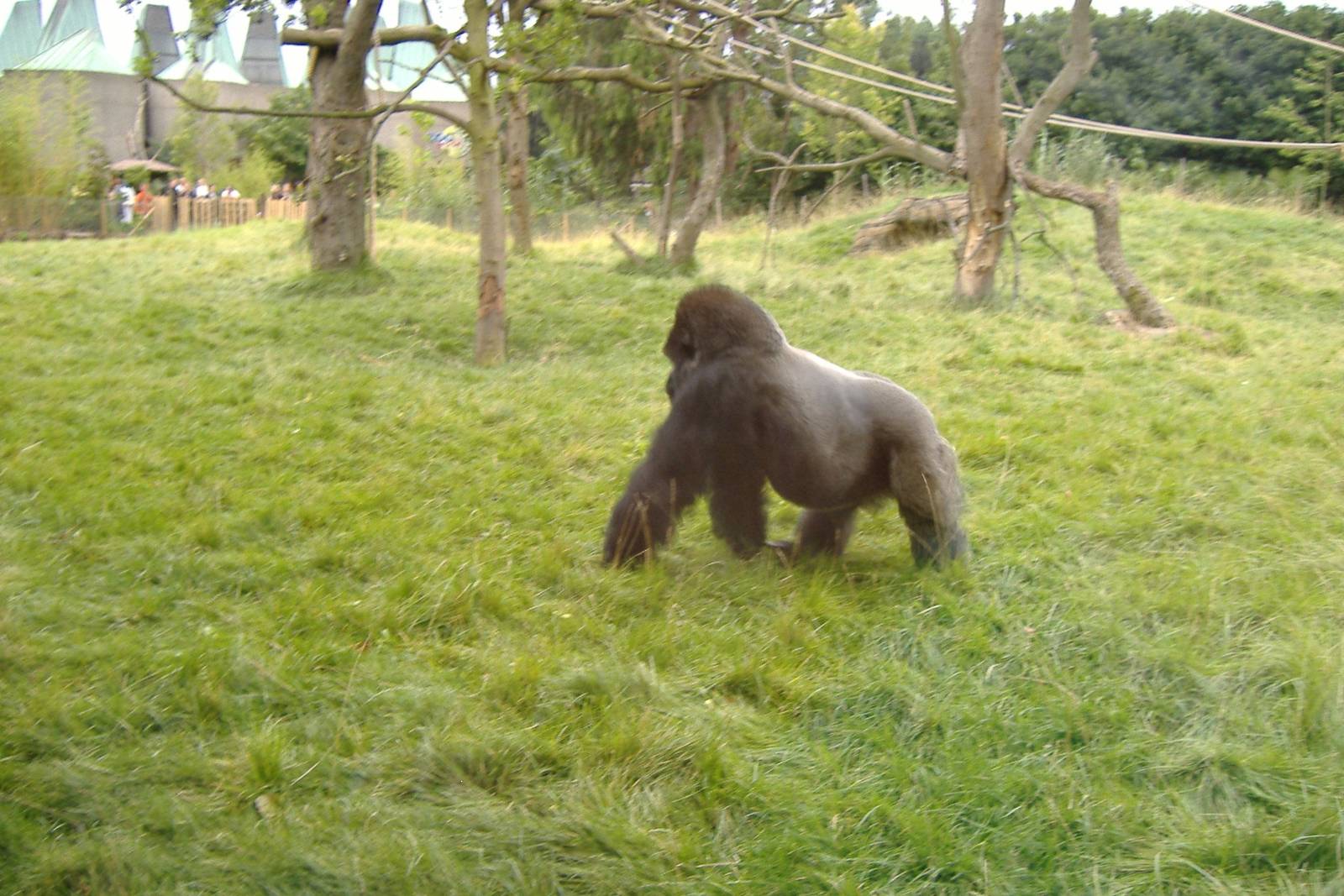 Bongo (Bobby) the gorilla at London Zoo, 27 July 2007