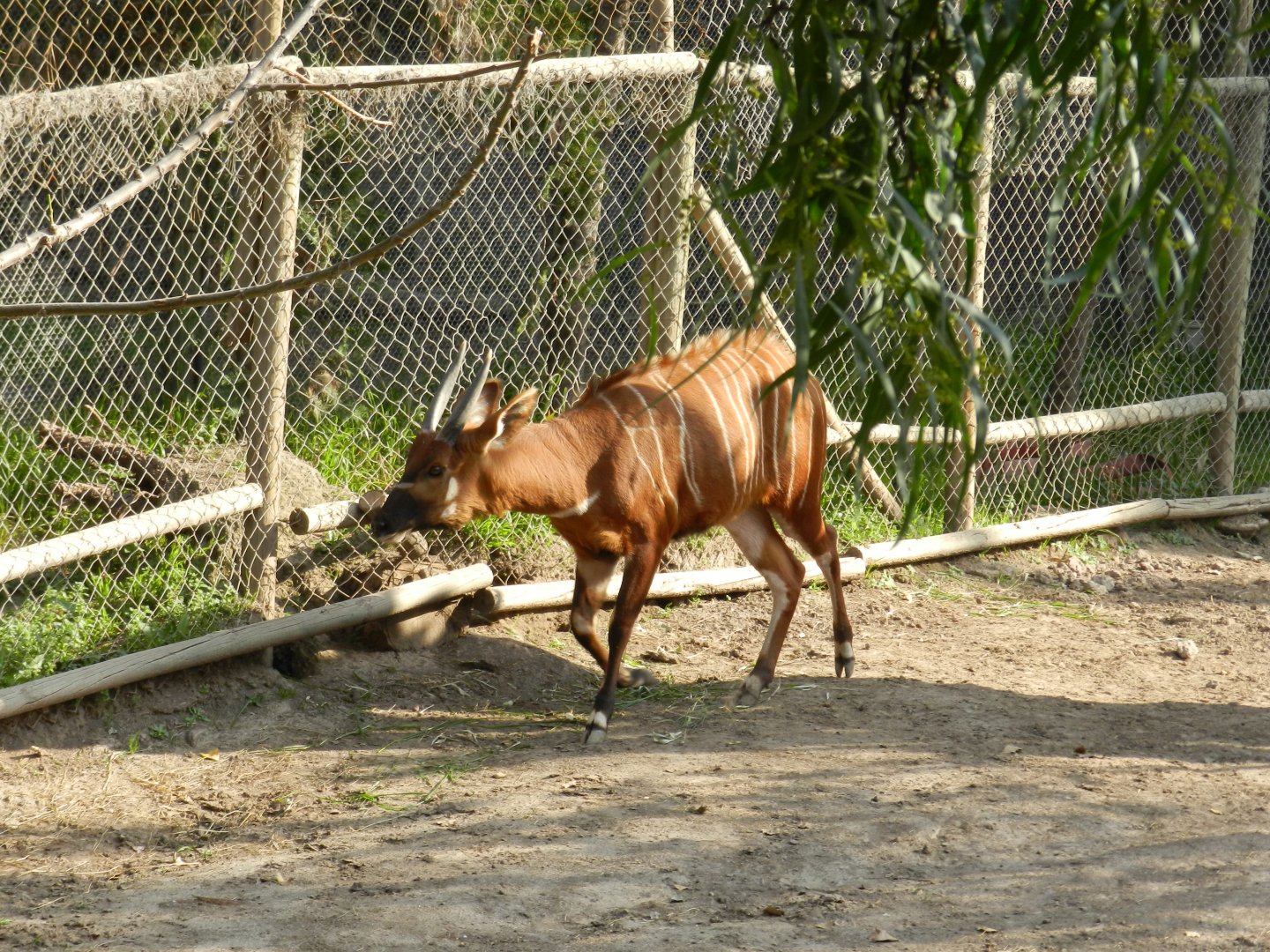 Bongo - Buin zoo