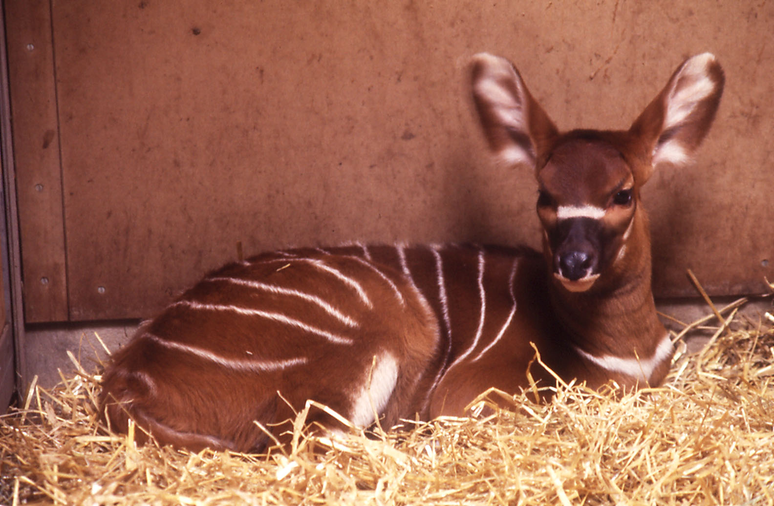 Bongo calf - 1984
