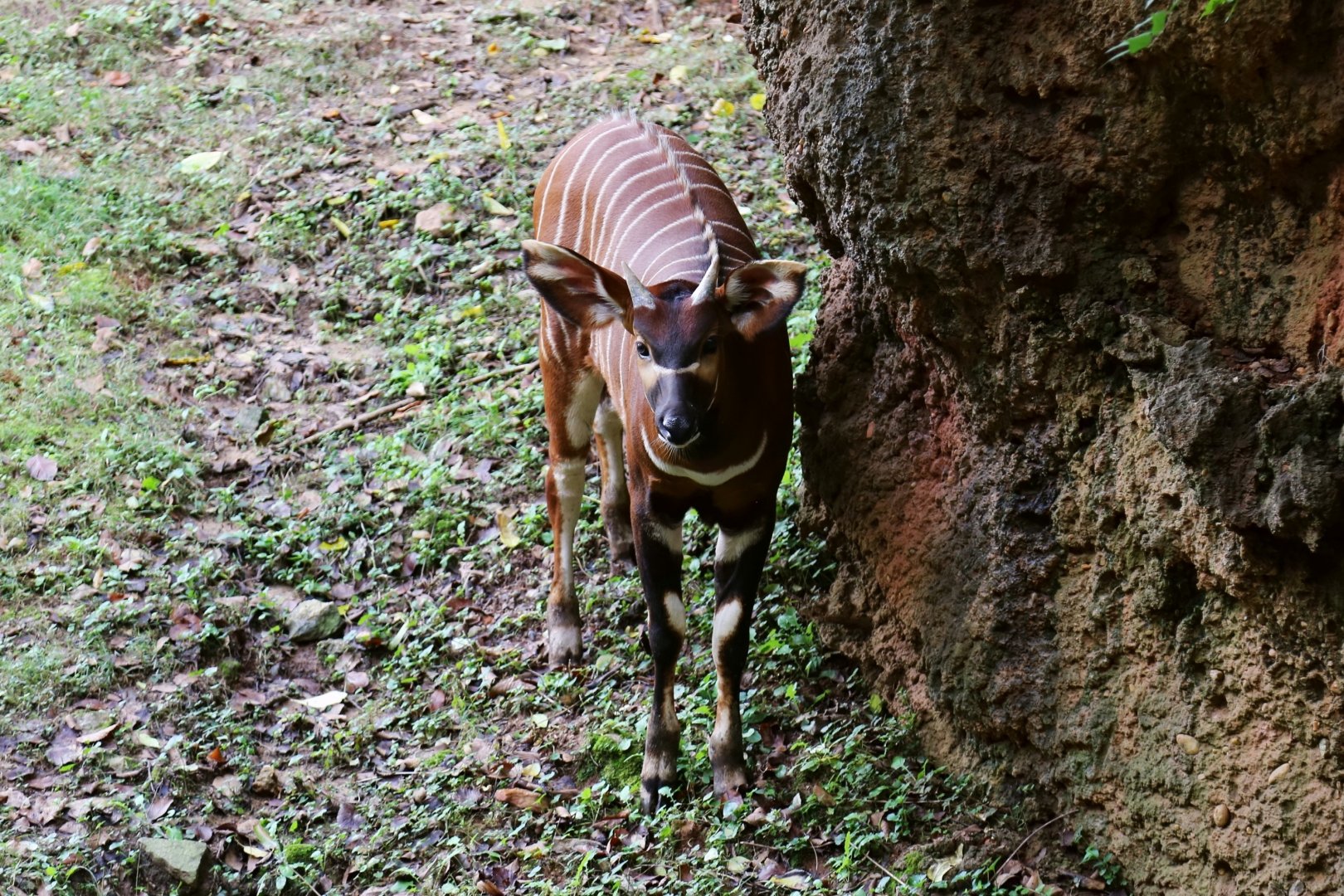 Bongo Calf, October 2015