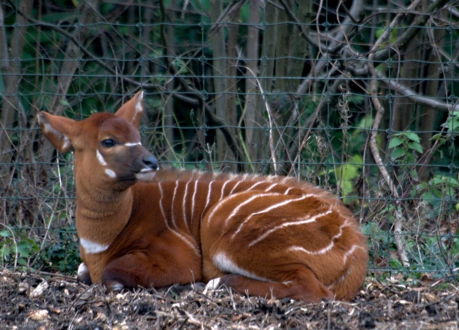 Bongo Calf