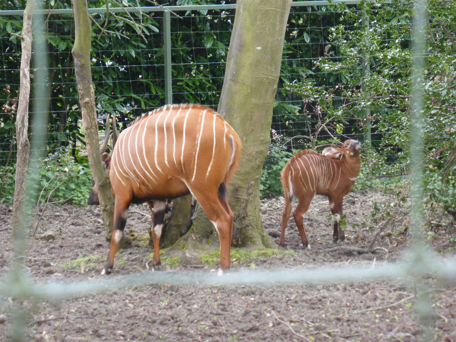 Bongo calf