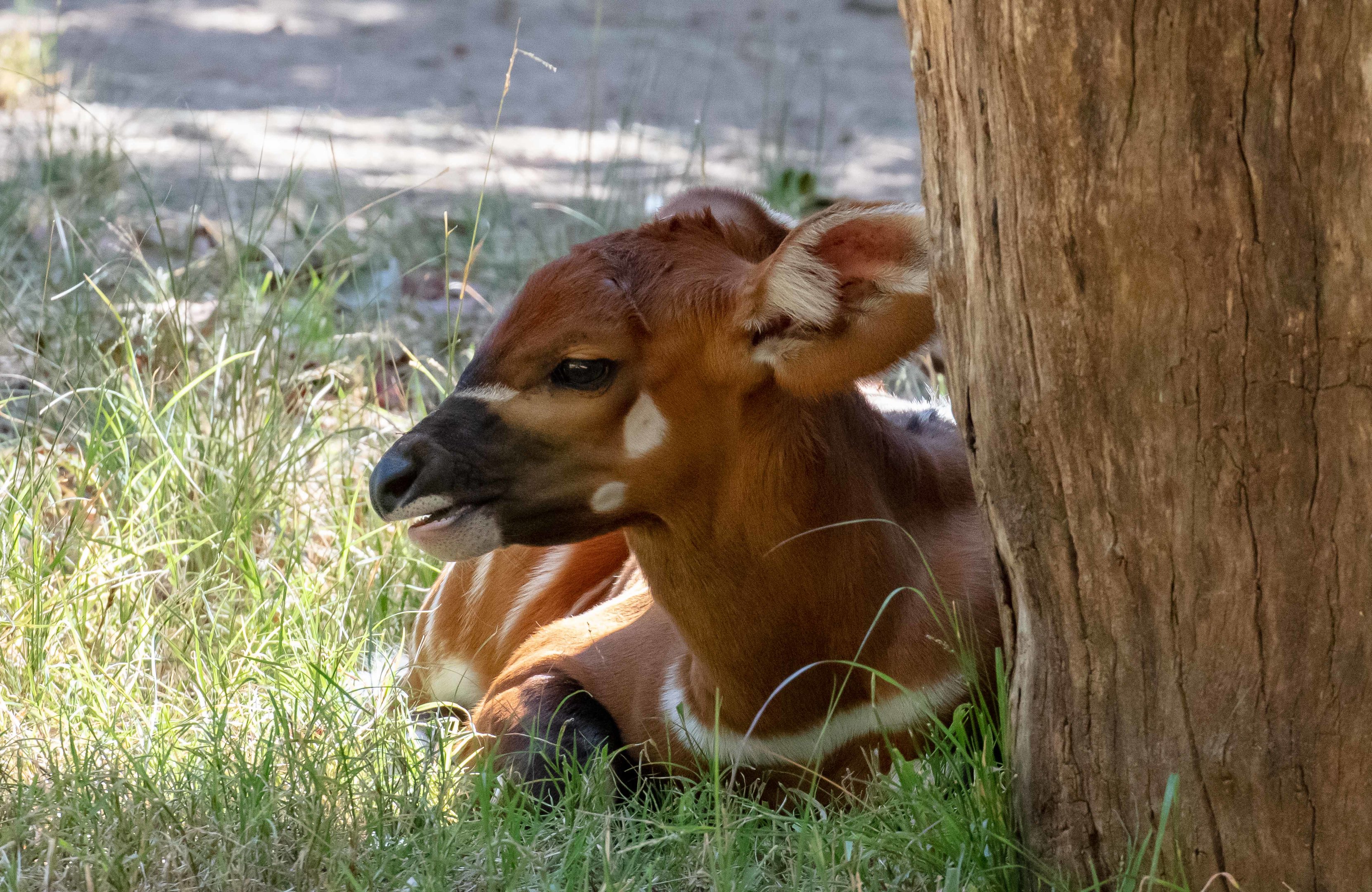 Bongo calf