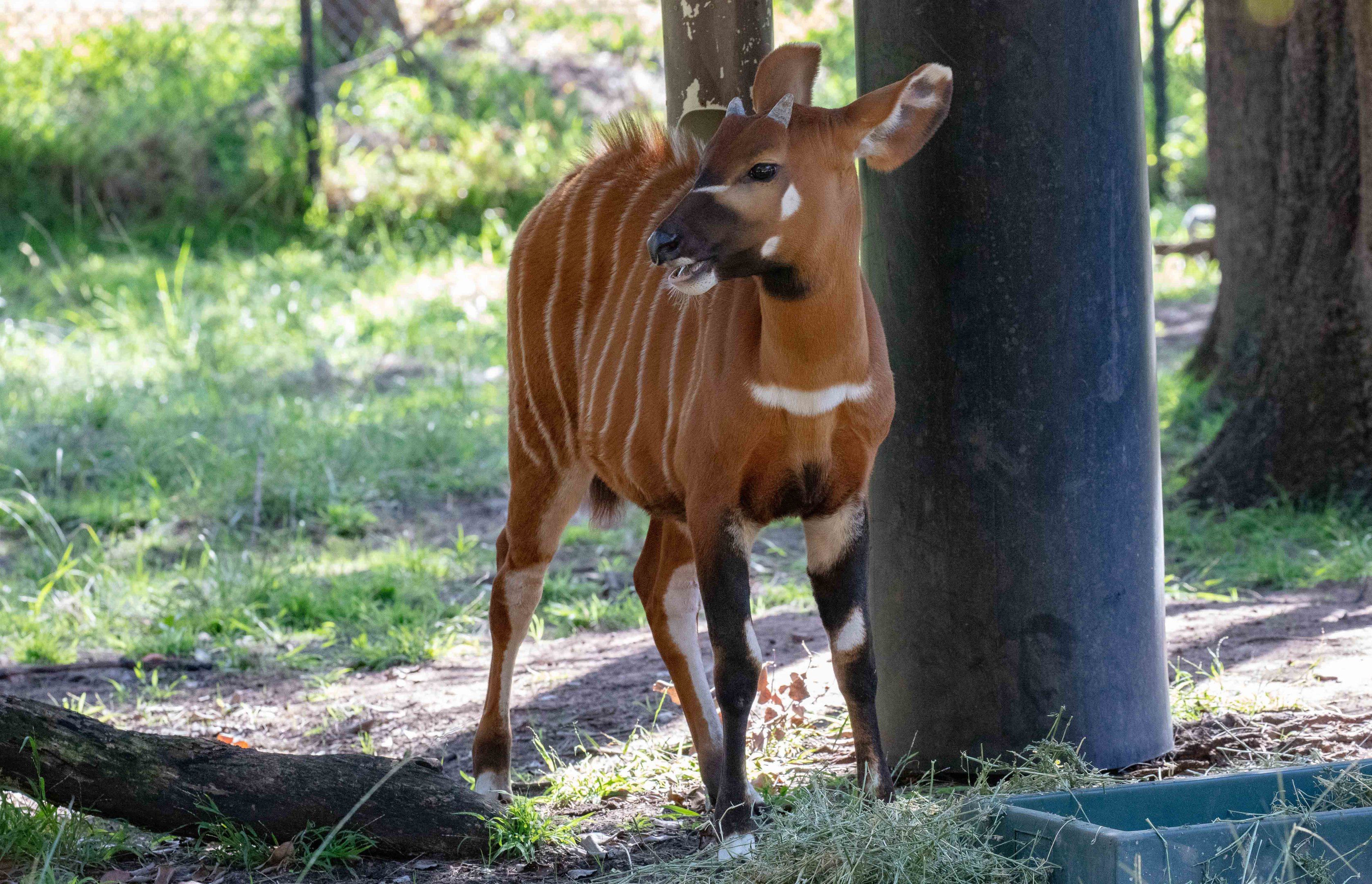 Bongo calf