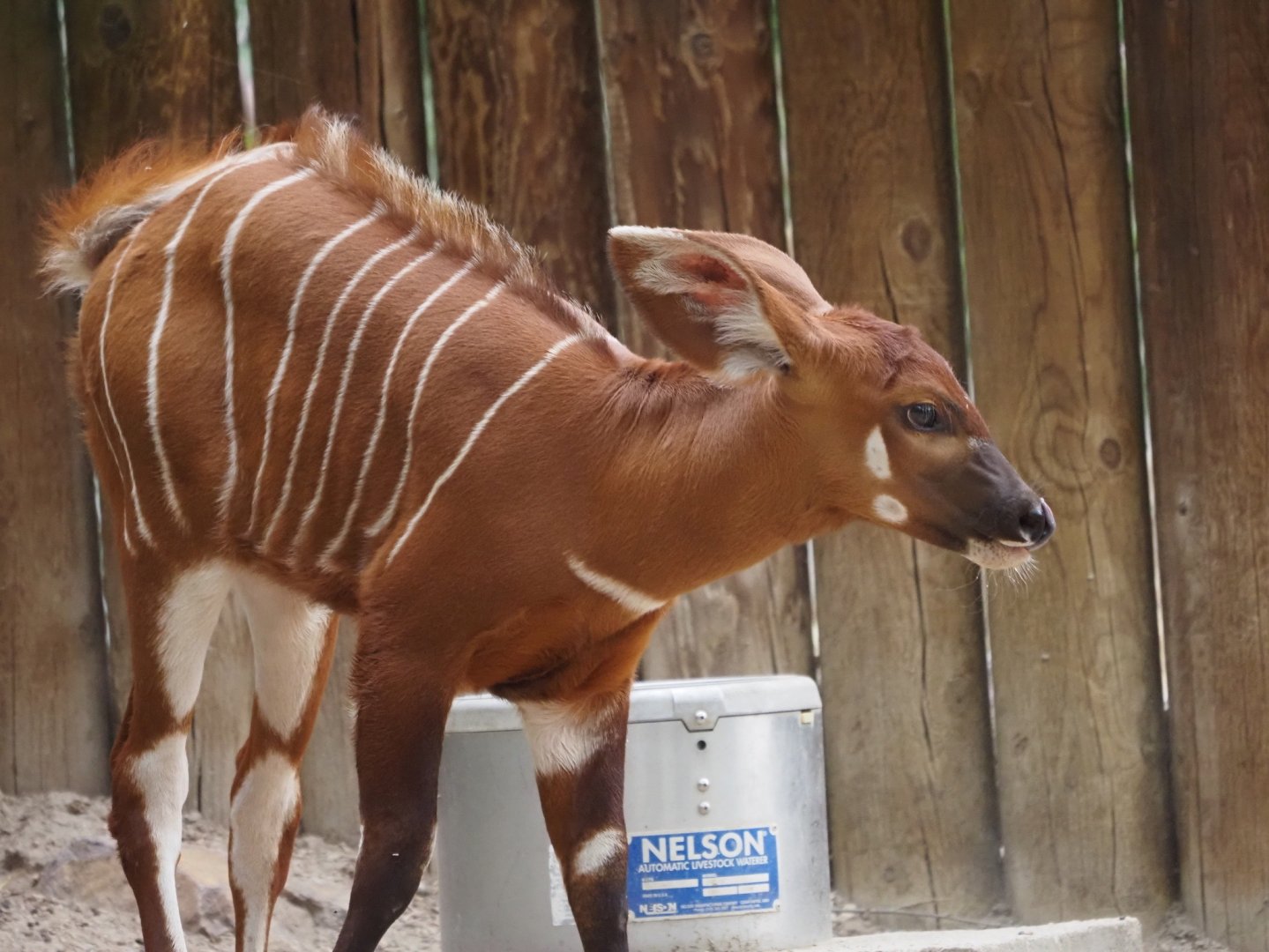 Bongo Calf