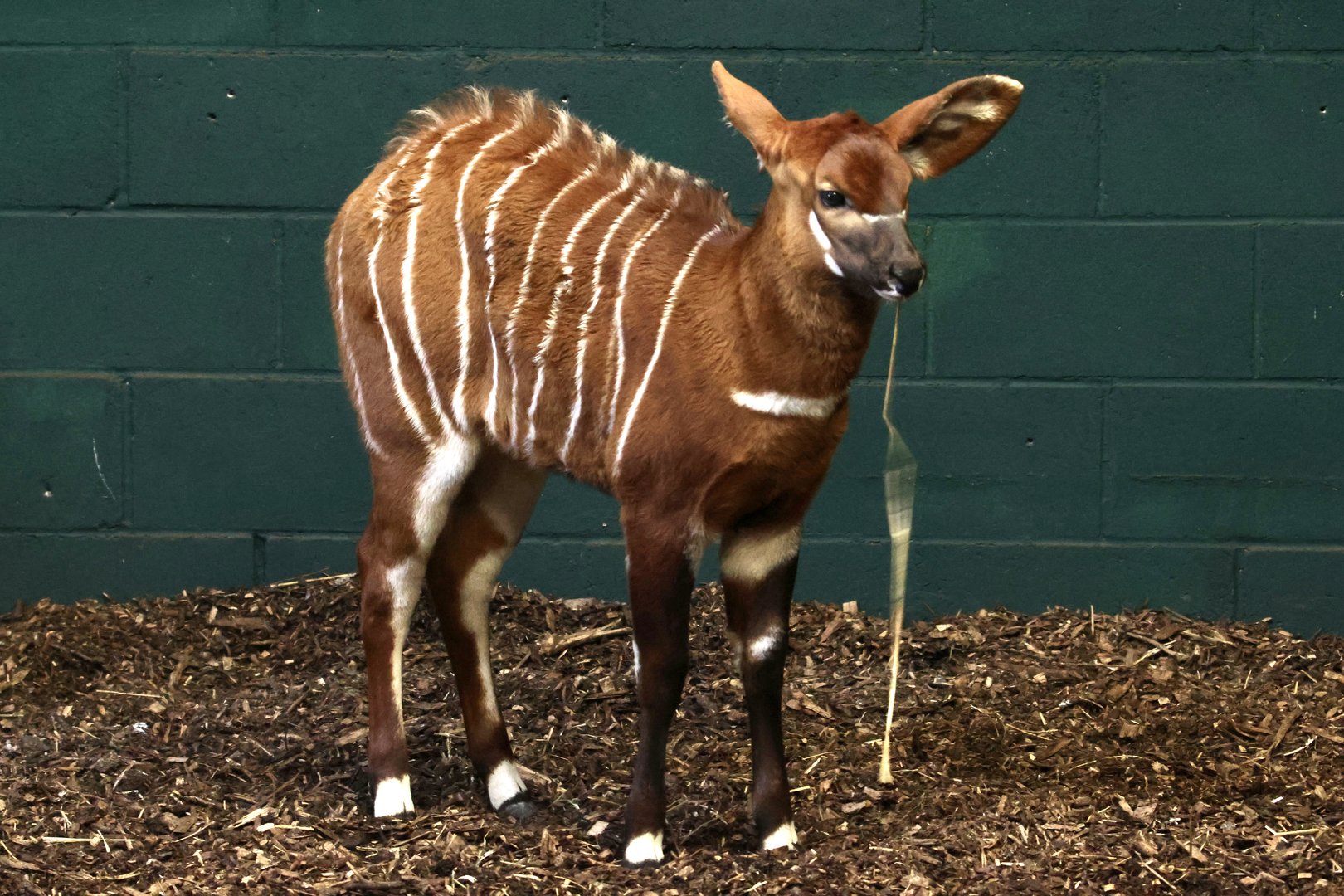 Bongo Calve