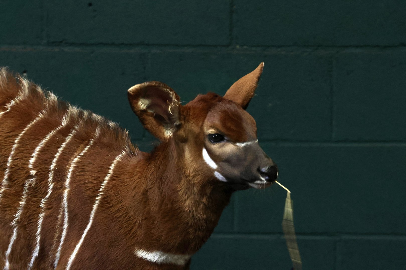 Bongo Calve