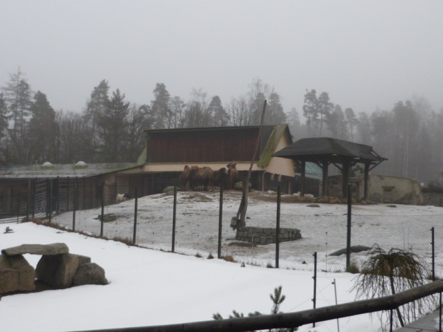 Bongo & Camel Exhibits