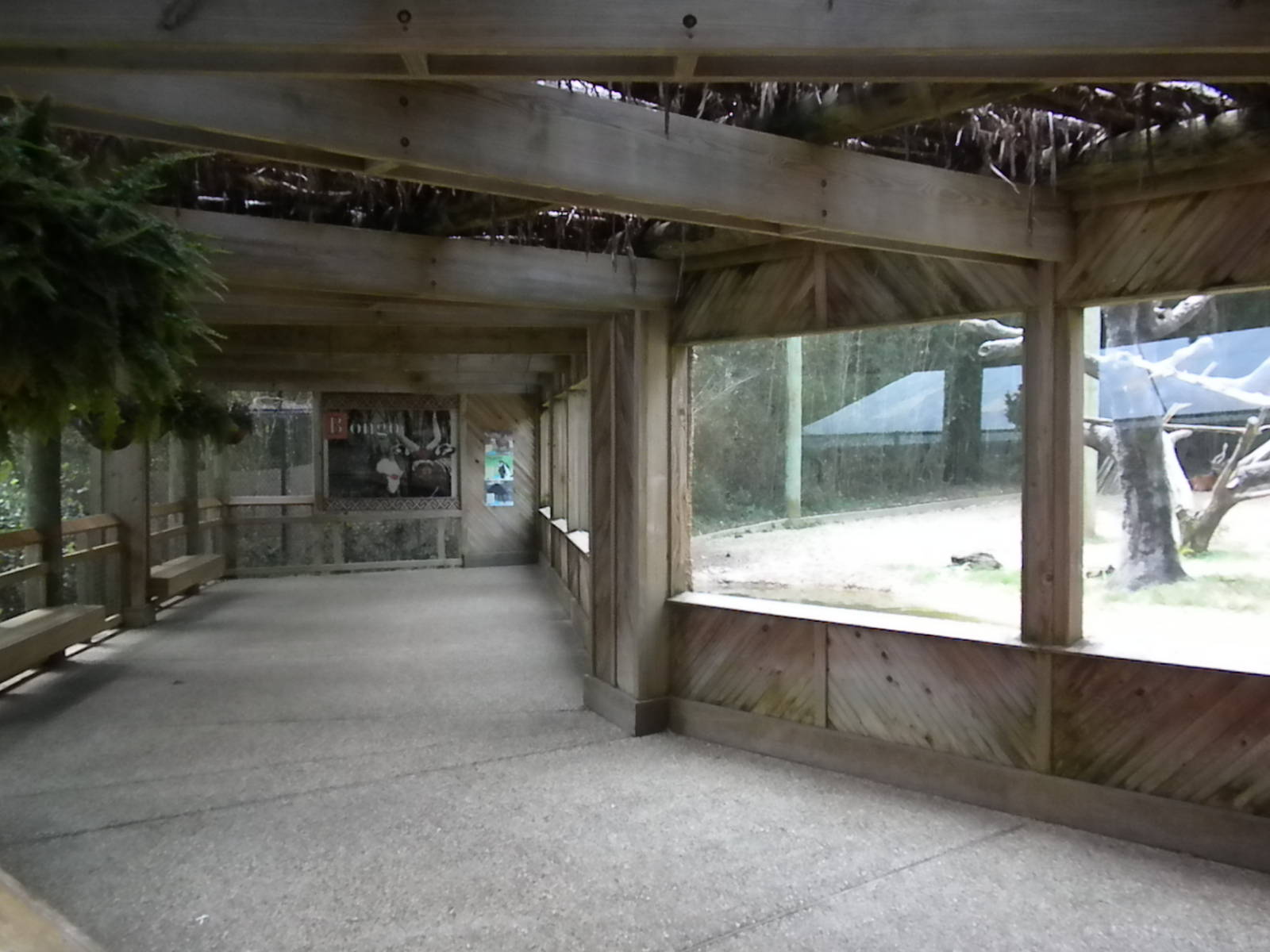 Bongo, Colobus, Duiker Exhibit