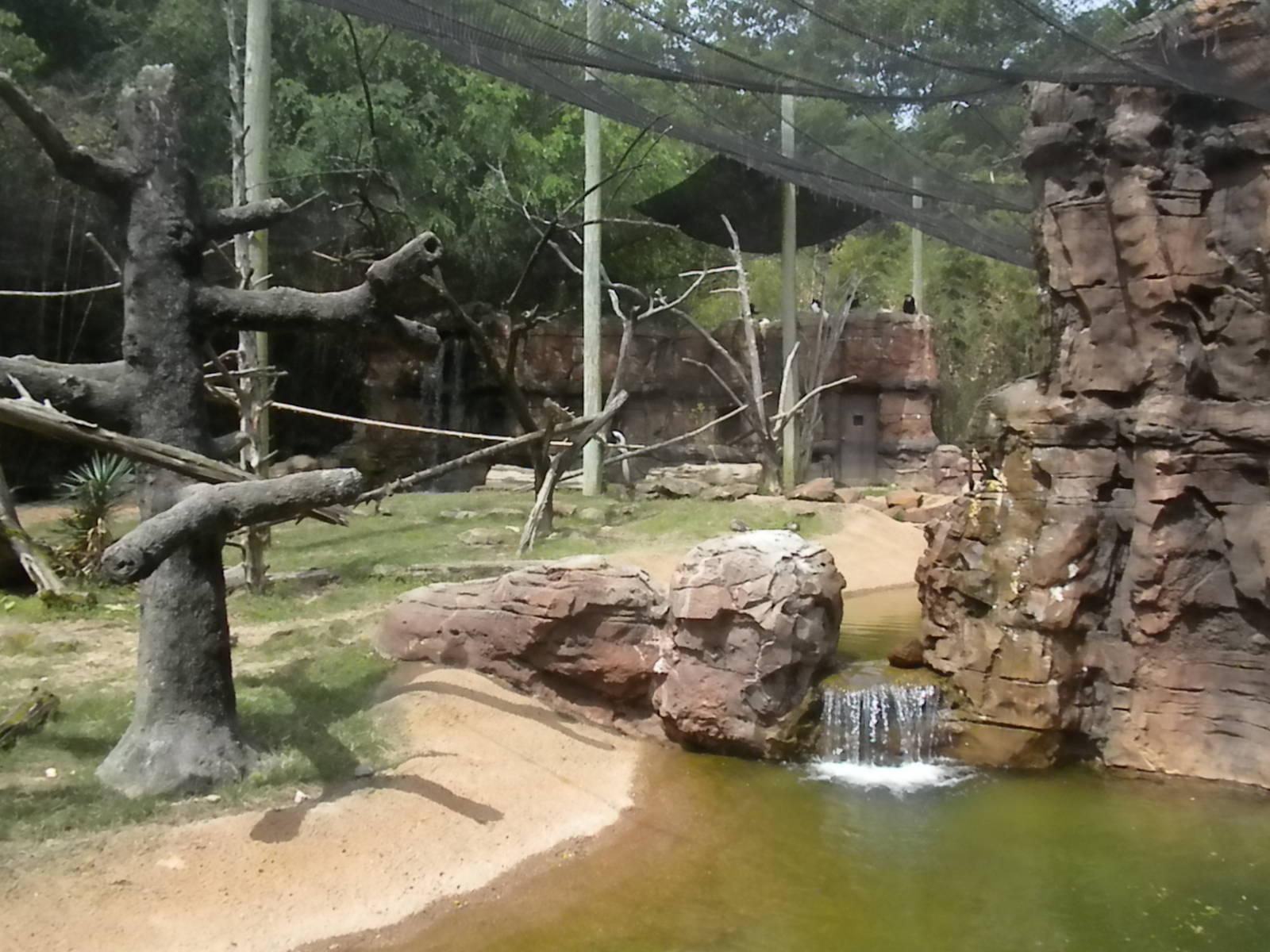 Bongo, Colobus, Duiker Exhibit