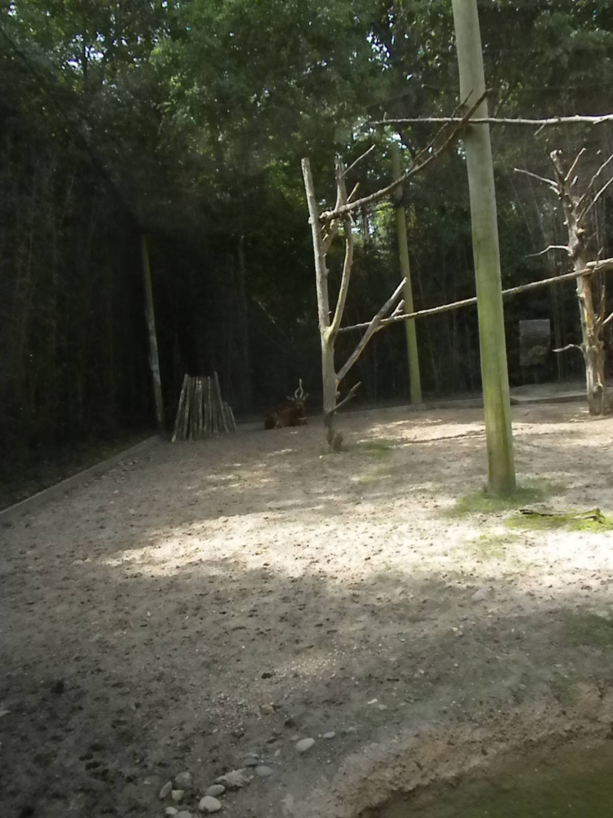 Bongo, Colobus, Duiker Exhibit
