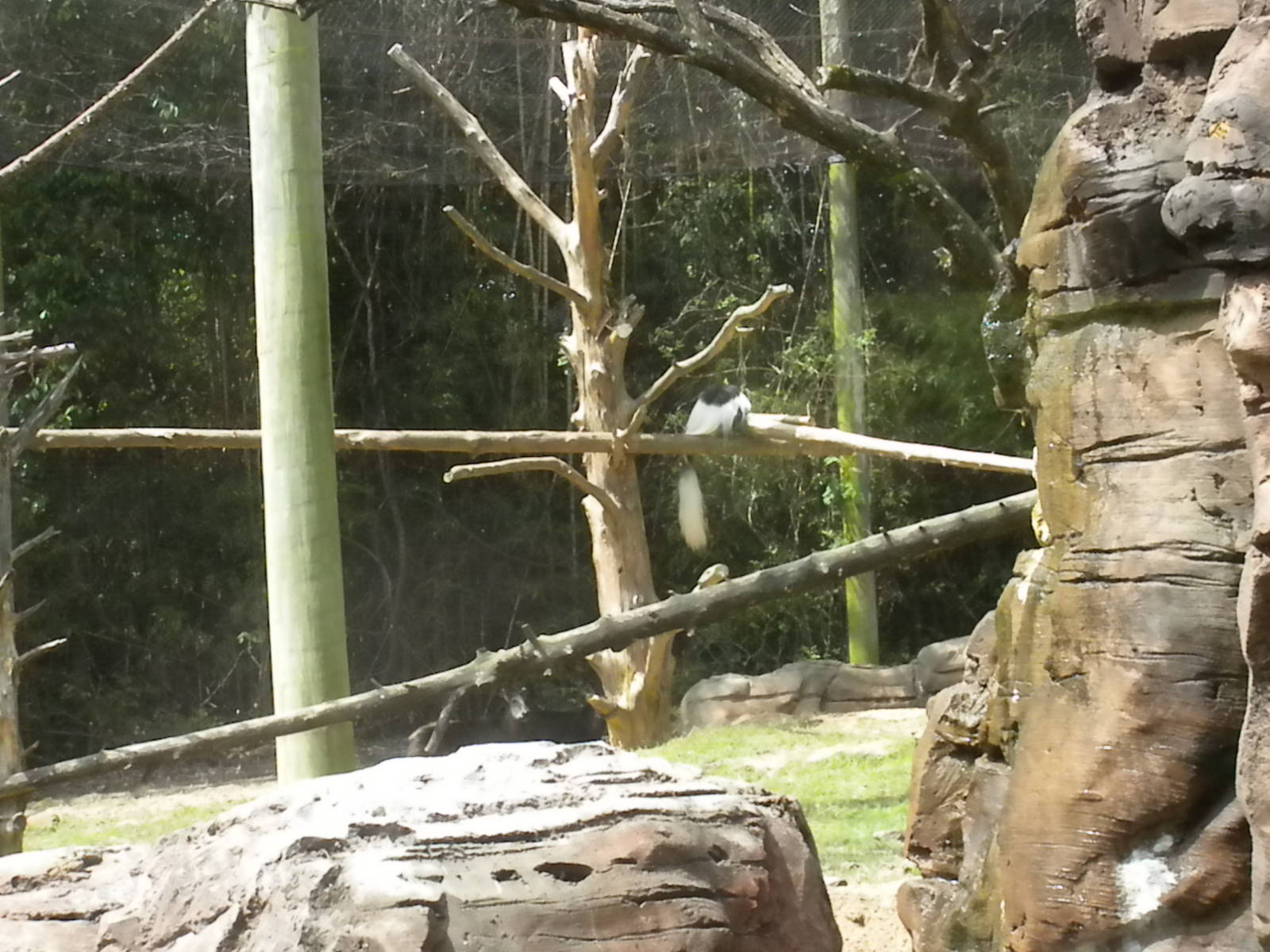 Bongo, Colobus, Duiker Exhibit