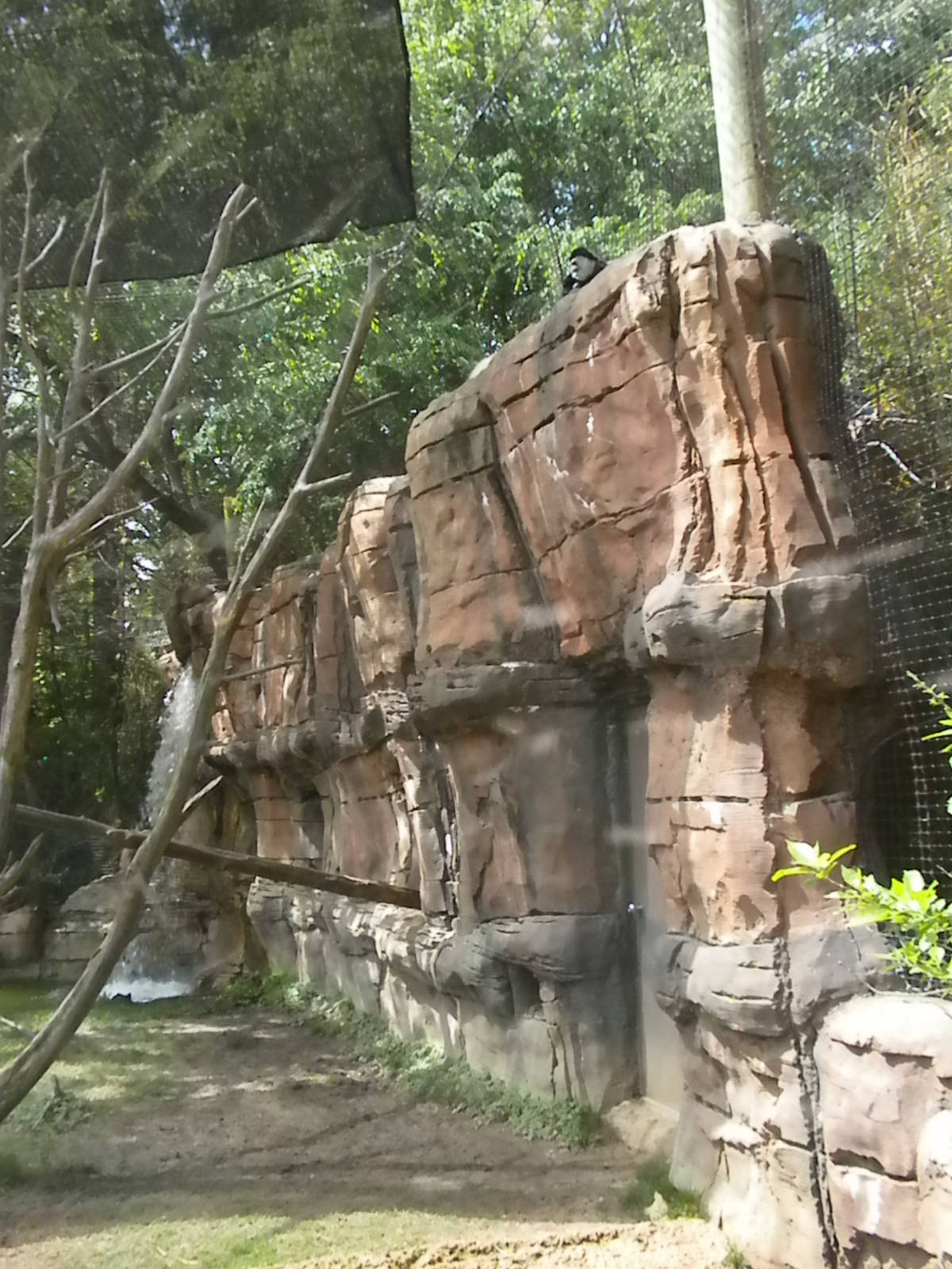 Bongo, Colobus, Duiker Exhibit