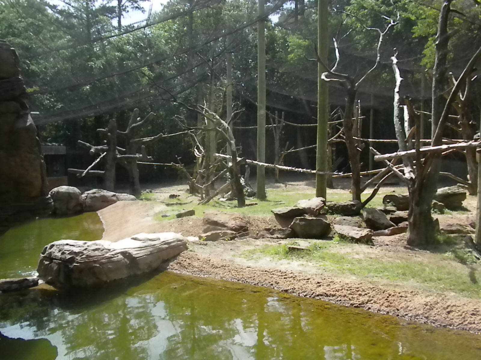 Bongo, Colobus, Duiker Exhibit