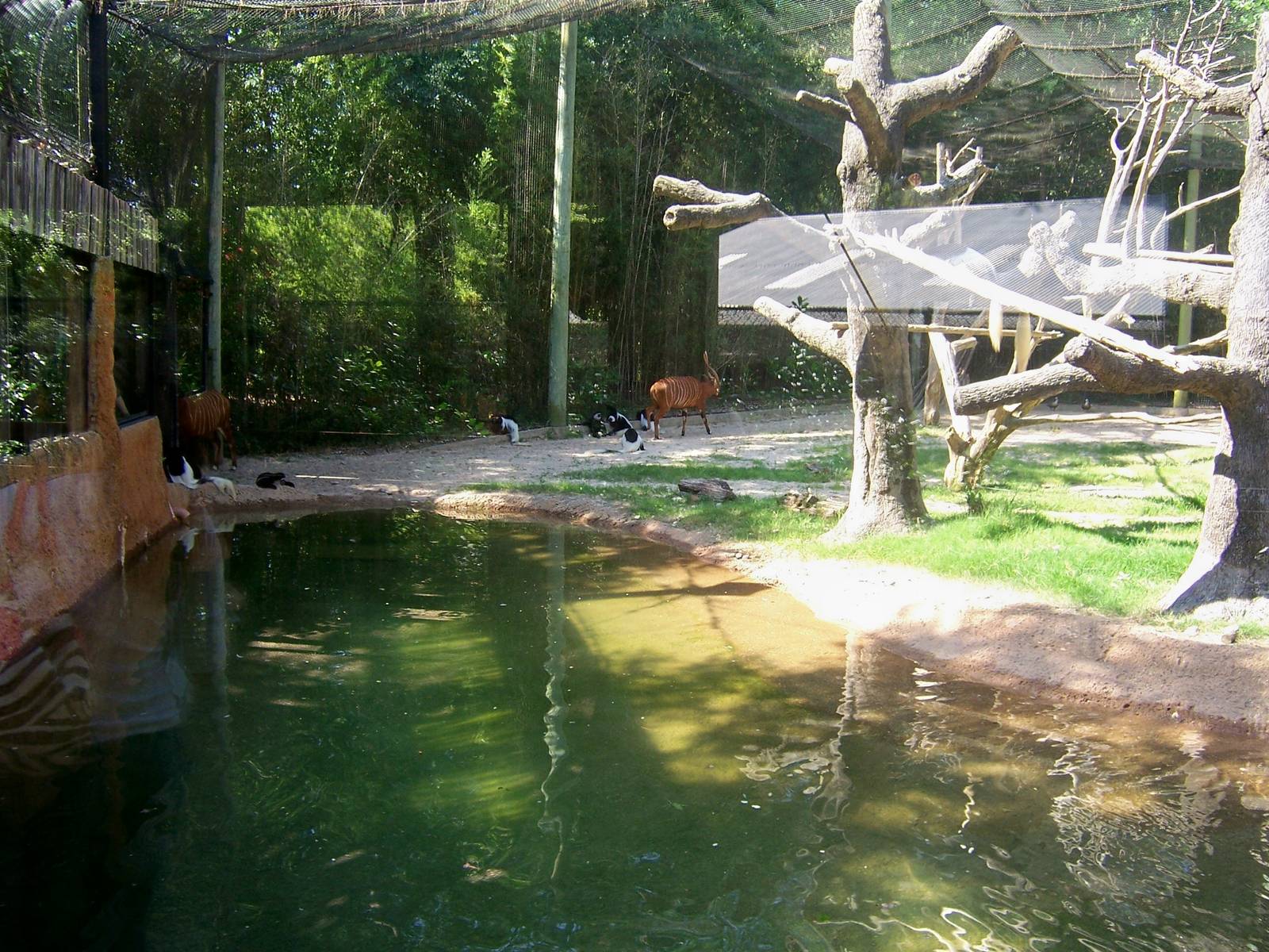 Bongo/Colobus/Duiker Exhibit