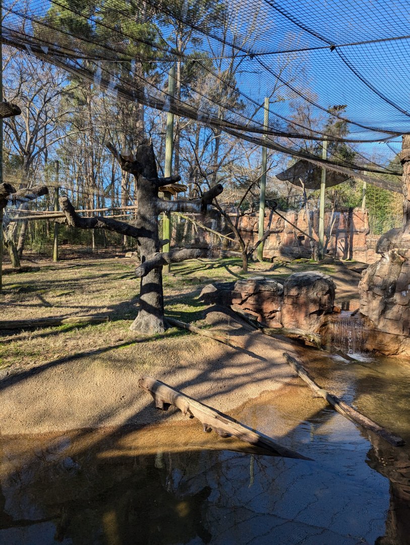 Bongo colobus exhibit