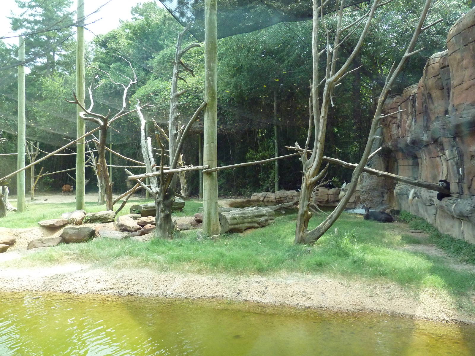 Bongo/Colobus Monkey/Yellow-Backed Duiker Exhibit