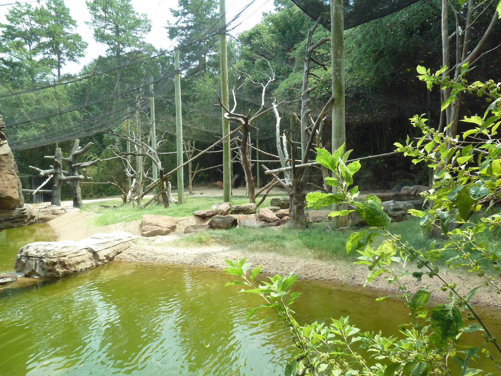 Bongo/Colobus Monkey/Yellow-Backed Duiker Exhibit