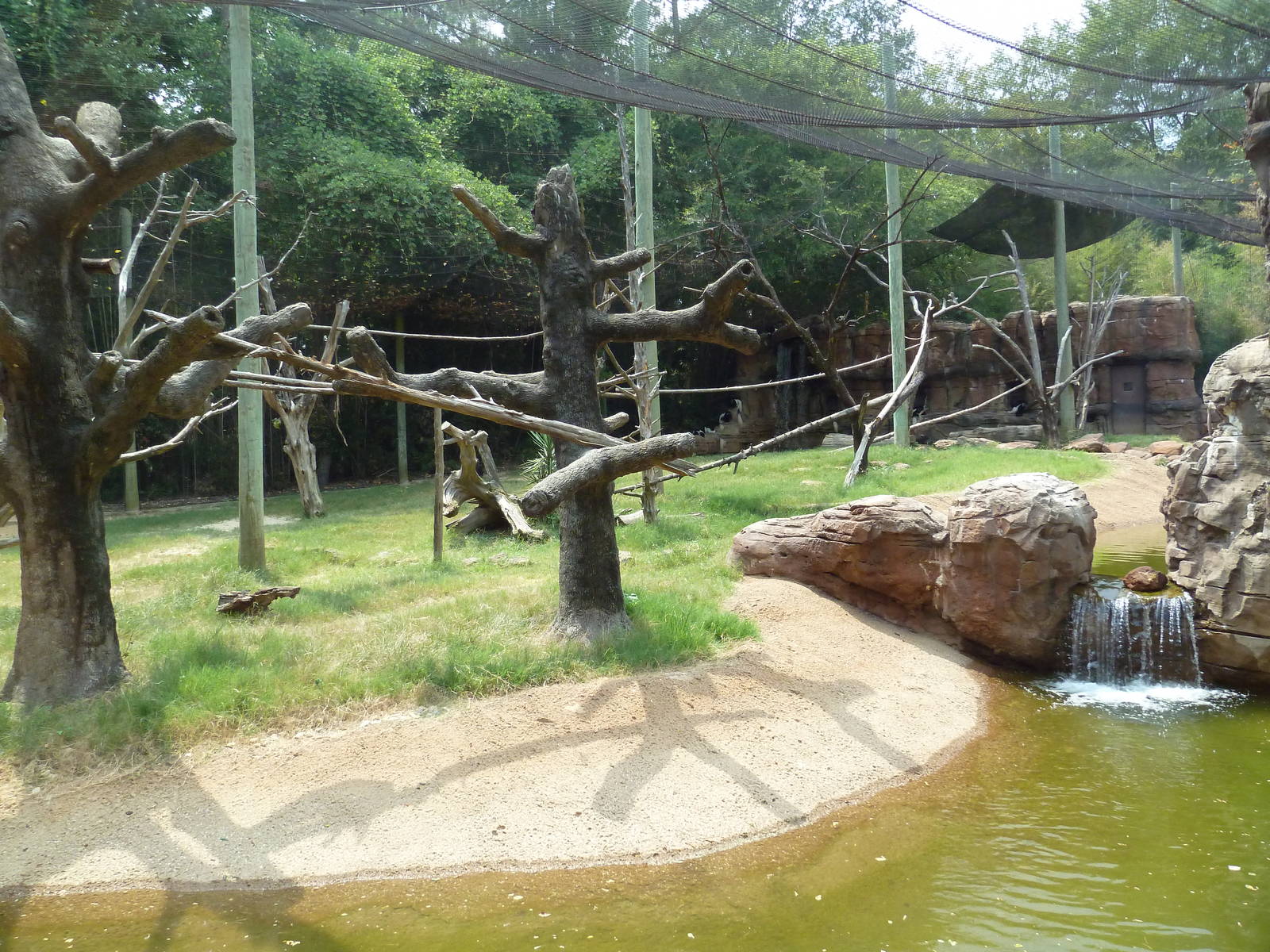 Bongo/Colobus Monkey/Yellow-Backed Duiker Exhibit