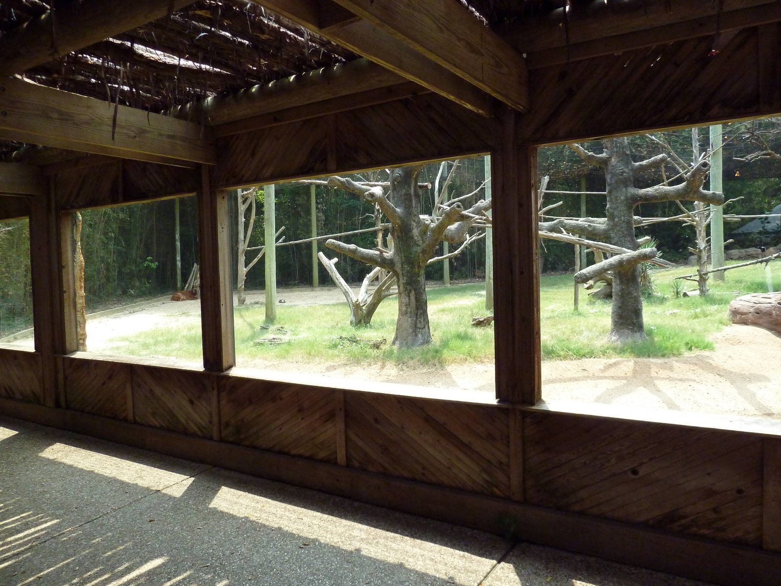 Bongo/Colobus Monkey/Yellow-Backed Duiker Exhibit